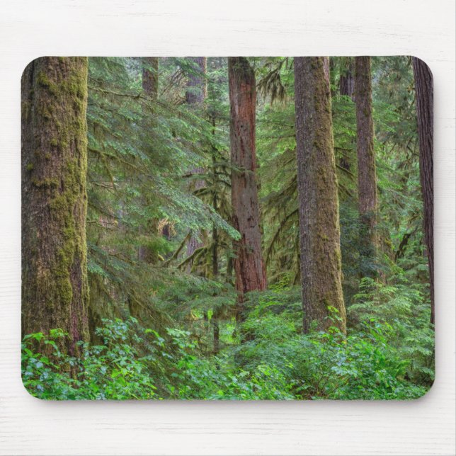 Willamette National Forest | Oregon Musmatta (Framsidan)