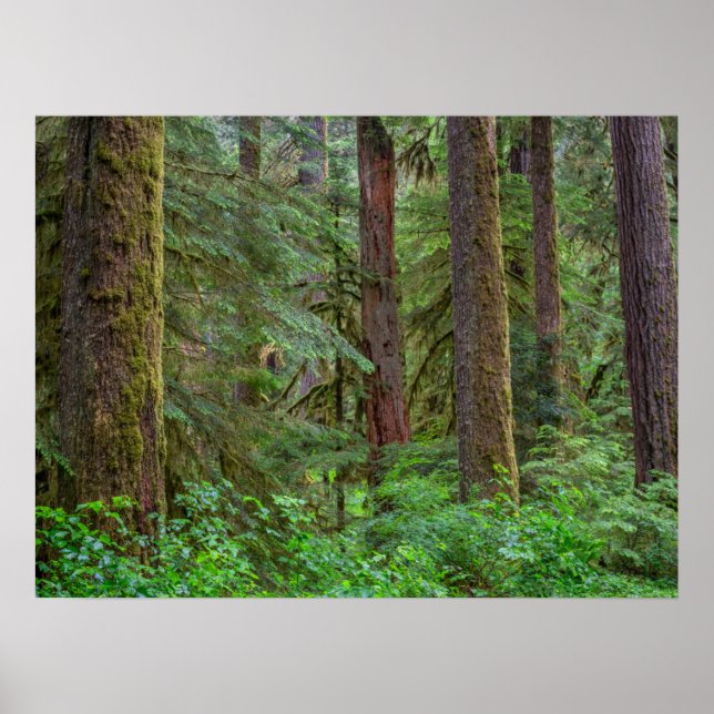 Willamette National Forest | Oregon Poster (Framsidan)