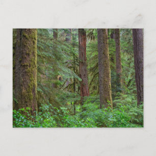 Willamette National Forest Oregon Vykort