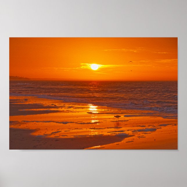 Willet on the Beach at Dawn, Florida Poster (Framsidan)