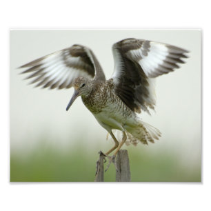 Willet tryck