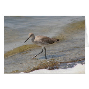 Willet Walking Hälsningskort
