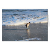 Willets intressanta sökning