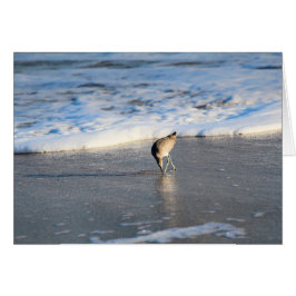 Willets intressanta sökning hälsningskort