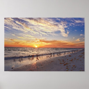 Willets på en Florida Beach på Sunset Poster
