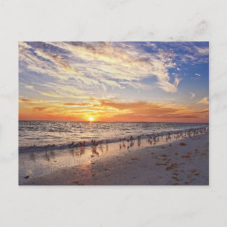 Willets på en Florida Beach på Sunset Vykort