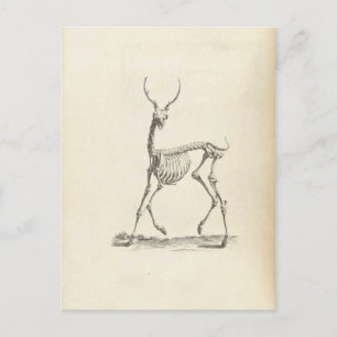 William Cheselden Hjort Skeleton Vykort