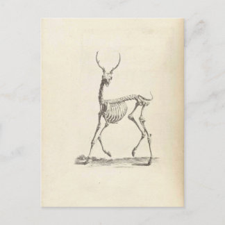 William Cheselden Hjort Skeleton Vykort