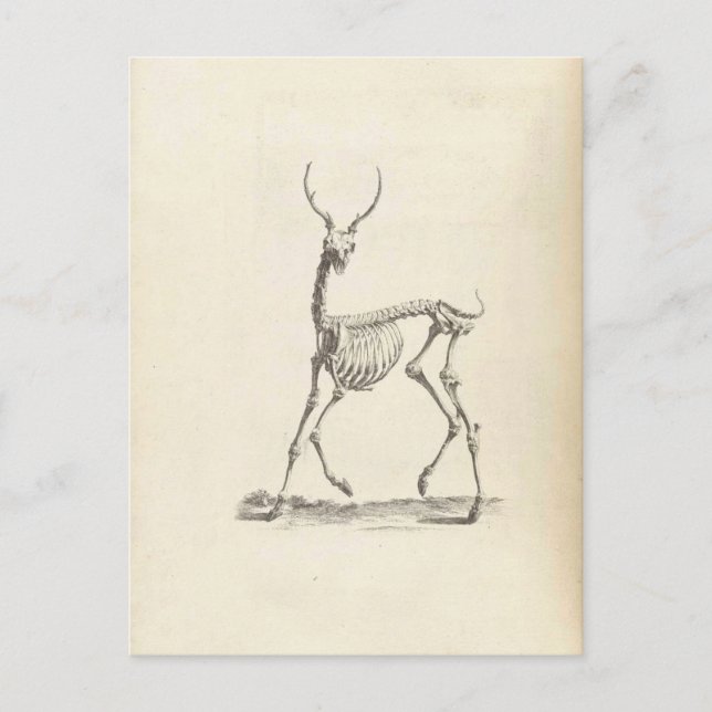 William Cheselden Hjort Skeleton Vykort (Framsida)