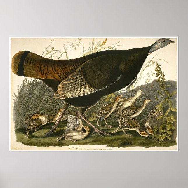 William Lizars Vild Turkiet Poster (Framsidan)