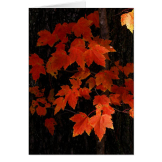 William O'Brien lönnlöv Hälsningskort