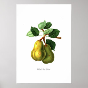 Williams BonChretien pear Poster