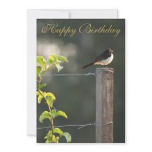 Willie Wagtail Grattis på födelsedagen