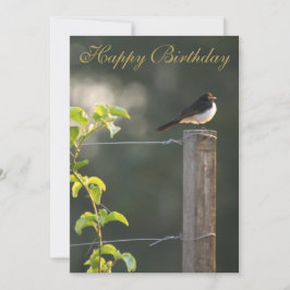 Willie Wagtail Grattis på födelsedagen