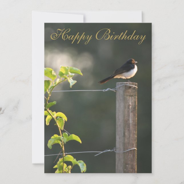 Willie Wagtail Grattis på födelsedagen (Framsida)