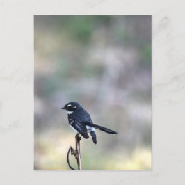 WILLIE WAGTAIL LANRAL QUEENSLAND AUSTRALIA VYKORT