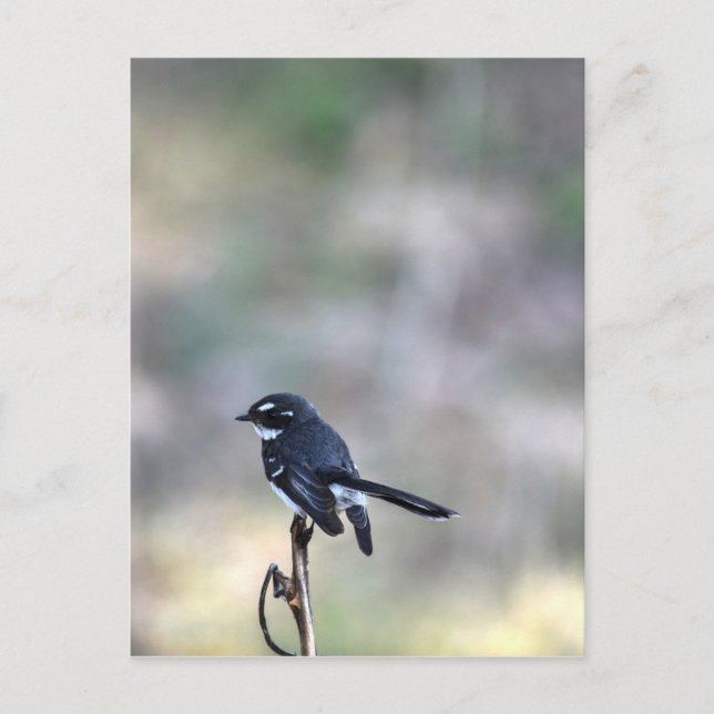 WILLIE WAGTAIL LANRAL QUEENSLAND AUSTRALIA VYKORT (Framsida)