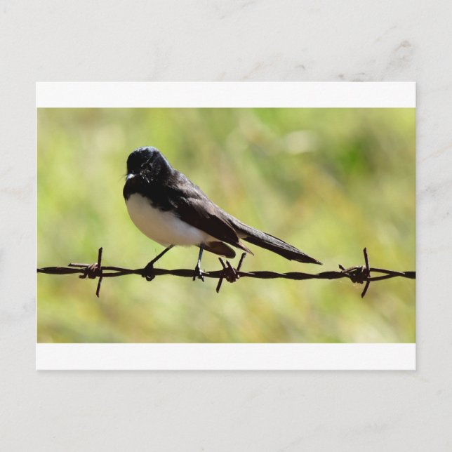 WILLIE WAGTAIL LANRAL QUEENSLAND AUSTRALIA VYKORT (Framsida)