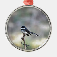 WILLIE WAGTAIL LANTLIGA QUEENSLAND AUSTRALIEN