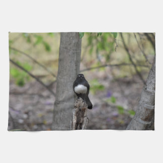 WILLIE WAGTAIL LANTLIGA QUEENSLAND AUSTRALIEN KÖKSHANDDUK
