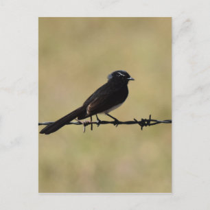 WILLIE WAGTAIL ON FENCE QUEENSLAND AUSTRALIA VYKORT