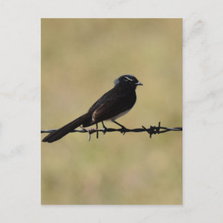 WILLIE WAGTAIL ON FENCE QUEENSLAND AUSTRALIA VYKORT