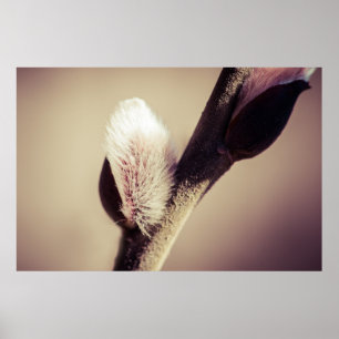 Willow buds - nylivets rost poster