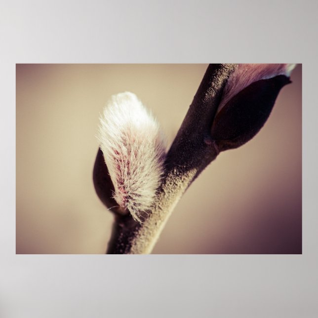 Willow buds - nylivets rost poster (Framsidan)