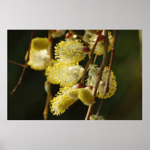 Willow Buds Poster