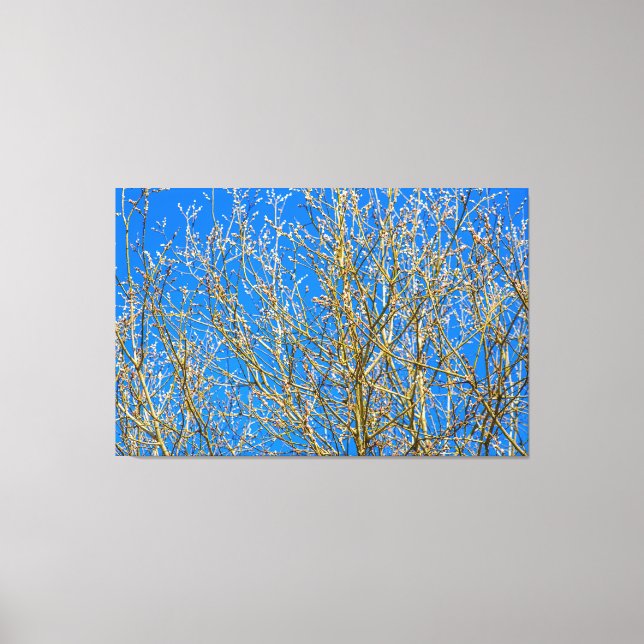 Willow-buds - Vår-morgonen Canvastryck (Framsida)