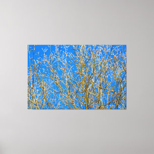 Willow-buds - Vår-morgonen Canvastryck
