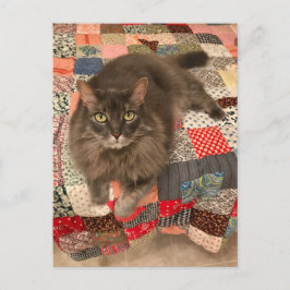 "Willow Cat Sitta"-vykort för foto Vykort