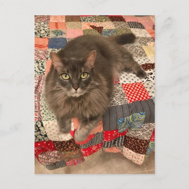 "Willow Cat Sitta"-vykort för foto Vykort (Framsida)