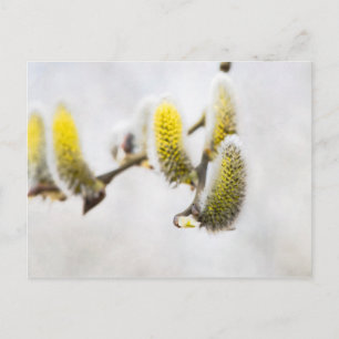 Willow Catkins - Silver World Vykort