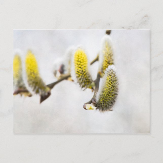 Willow Catkins - Silver World Vykort (Framsida)