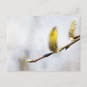 Willow Catkins - Silver World Vykort