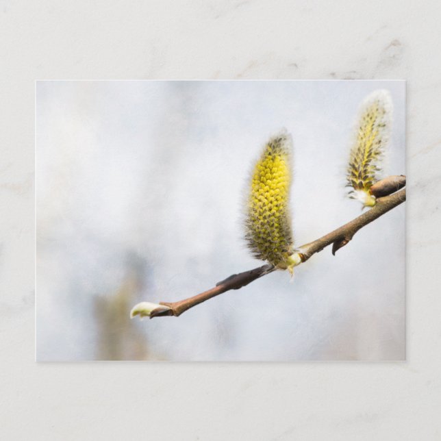 Willow Catkins - Silver World Vykort (Framsida)
