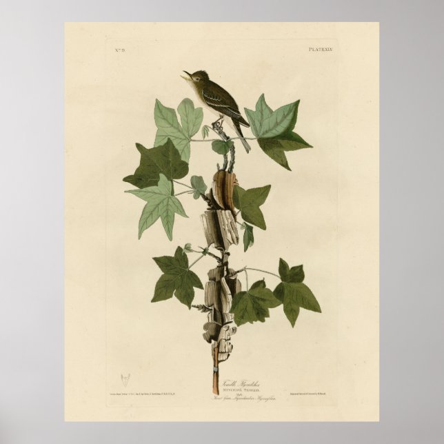 Willow Flycatcher - Audubon's Birds of America Poster (Framsidan)