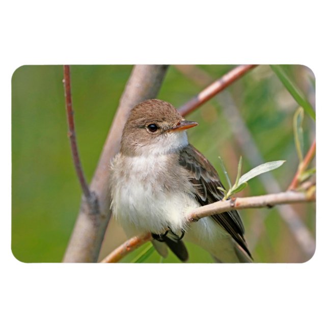 Willow Flycatcher Magnet (Horisontell)