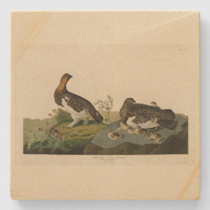 Willow Grous (Grouse) - Audubon's Birds of America Stenunderlägg