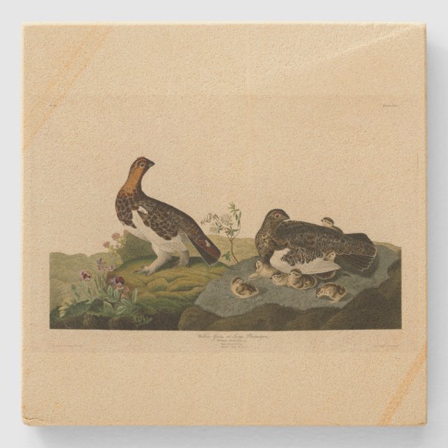 Willow Grous (Grouse) - Audubon's Birds of America Stenunderlägg (Framsidan)