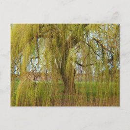 Willow i Breeze Vykort