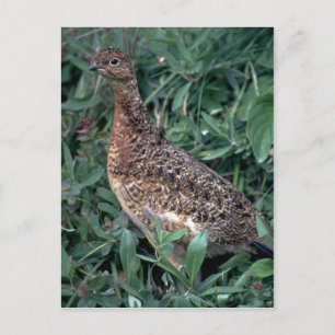 Willow ptarmigan, hen på sommaren vykort