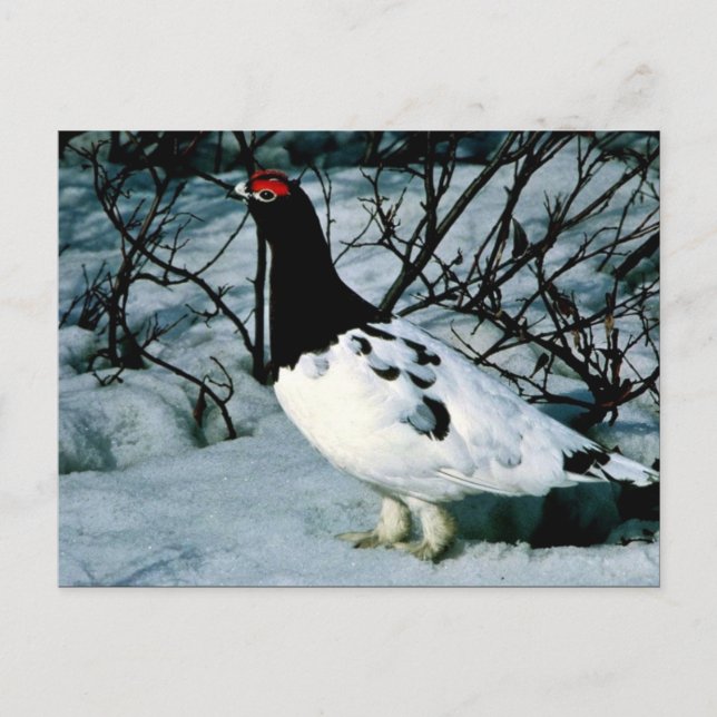 Willow Ptarmigan Vykort (Framsida)