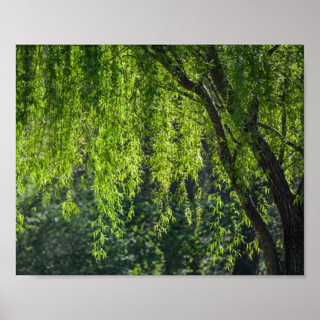 Willow Träd Grönt Nature Poster (Framsidan)