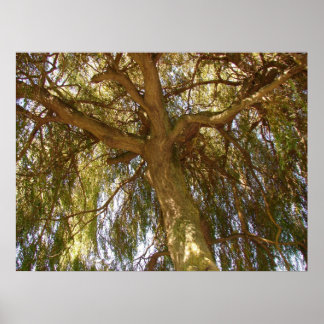 Willow Träd Poster