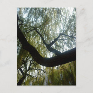 Willow Träd Vykort