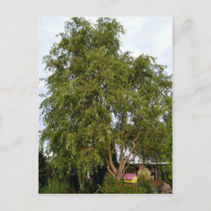 Willow Träd Vykort