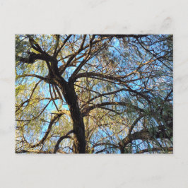 Willow Tree Postcard Vykort