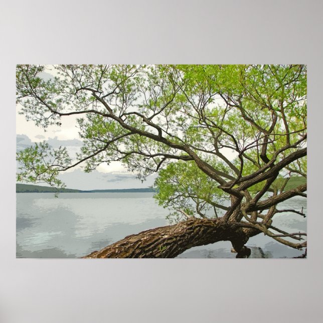 Willow vid Sjö Poster (Framsidan)